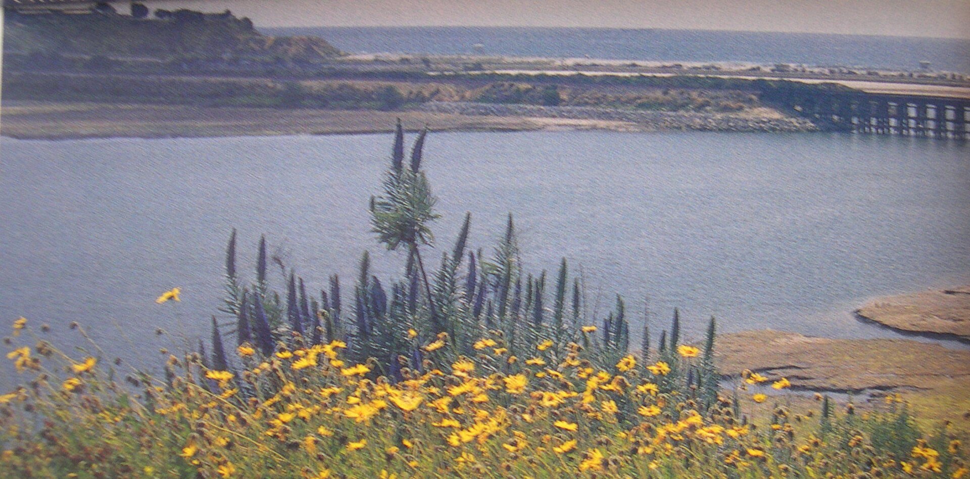 Wildflowers blooming along Batiquitos Lagoon in South Carlsbad